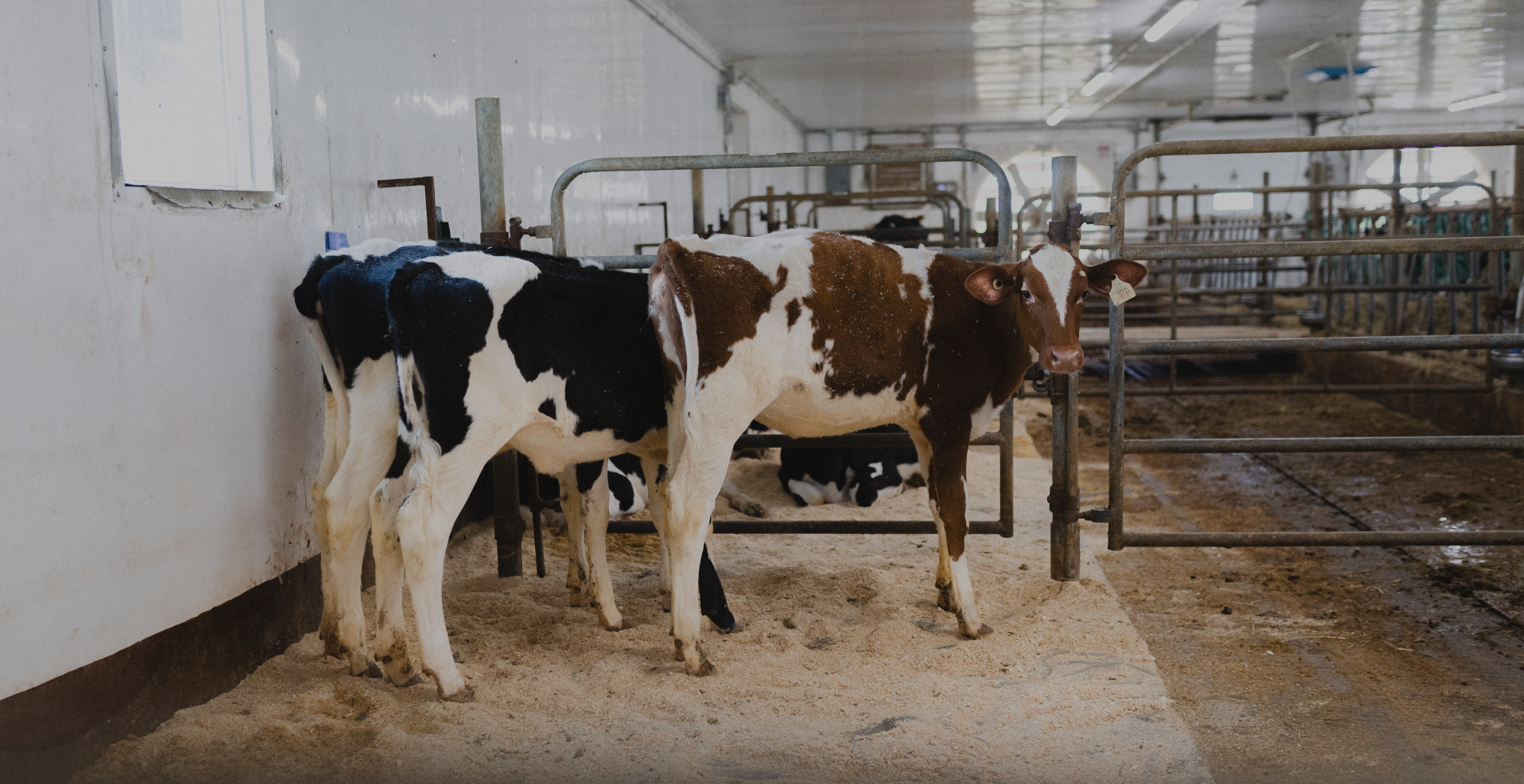 vache